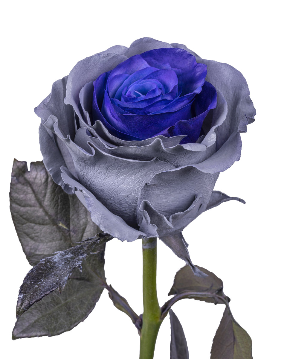 Purple Gray - base view